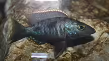 Stigmatochromis melanchros
