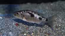 Stigmatochromis-Arten