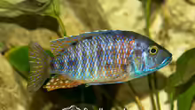 Stigmatochromis modestus