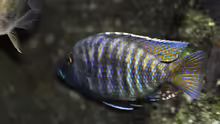Stigmatochromis modestus