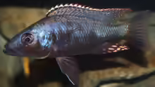 Stigmatochromis