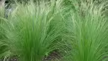 Stipa tenuissima