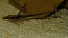 Sturisoma aureum