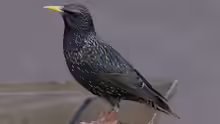 Sturnus vulgaris