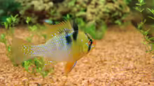 Südamerikanischer Schmetterlingsbuntbarsch, Mikrogeophagus ramirezi