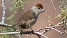 Sylvia atricapilla