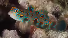 Synchiropus picturatus