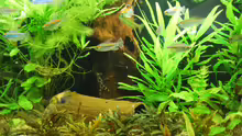 Synodontis brichardi