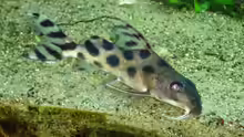 Synodontis decorus