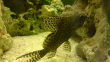 Synodontis eupterus