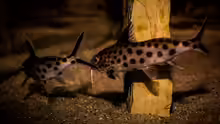 Synodontis grandiops