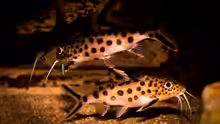 Synodontis grandiops