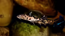 Synodontis grandiops