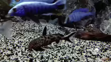 Synodontis lucipinnis