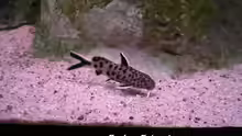 Synodontis lucipinnis