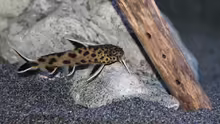 Synodontis lucipinnis