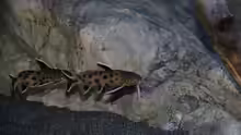 Synodontis lucipinnis