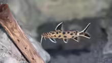 Synodontis lucipinnis