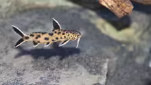Synodontis lucipinnis