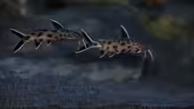 Synodontis lucipinnis