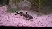 Synodontis lucipinnis