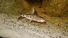 Synodontis multipunctata