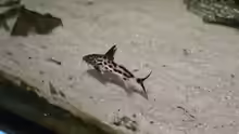 Synodontis multipunctata