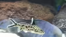 Synodontis multipunctatus oder Kuckuckswels