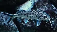 Synodontis multipunctatus ´Vielpunkt Fiederbartwels´