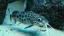 Synodontis multipunctatus ´Vielpunkt Fiederbartwels´