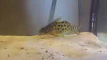 Synodontis multipunctatus Vielpunkt-Kuckuckswels