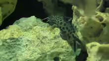 Synodontis multipunctatus