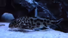 Synodontis multipunctatus