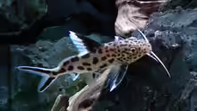 Synodontis Multipunctatus