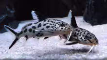 Synodontis multipunctatus