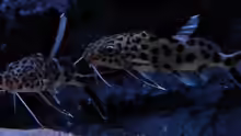 Synodontis Multipunctatus