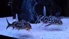 Synodontis Multipunctatus