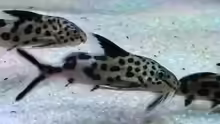 Synodontis Multipunctatus