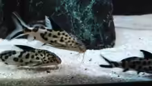 Synodontis multipunctatus