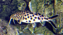 Synodontis multipunctatus