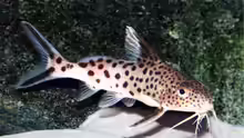 Synodontis multipunctatus