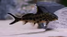 Synodontis multipunktatus, WF