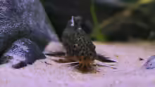 Synodontis multipunktatus, WF
