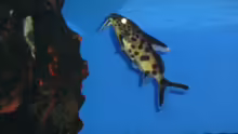Synodontis multipunktatus