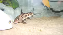 Synodontis multipunktatus