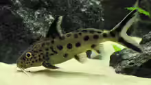 Synodontis multipunktatus