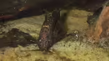 Synodontis nigriventris