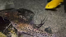 Synodontis Njassae , die Weibchen sind immer nen ticken größer