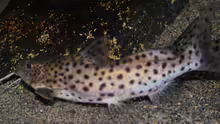 Synodontis Njassae, hier das kleinere Männchen