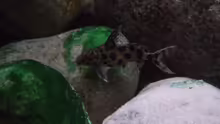 Synodontis njassae 
